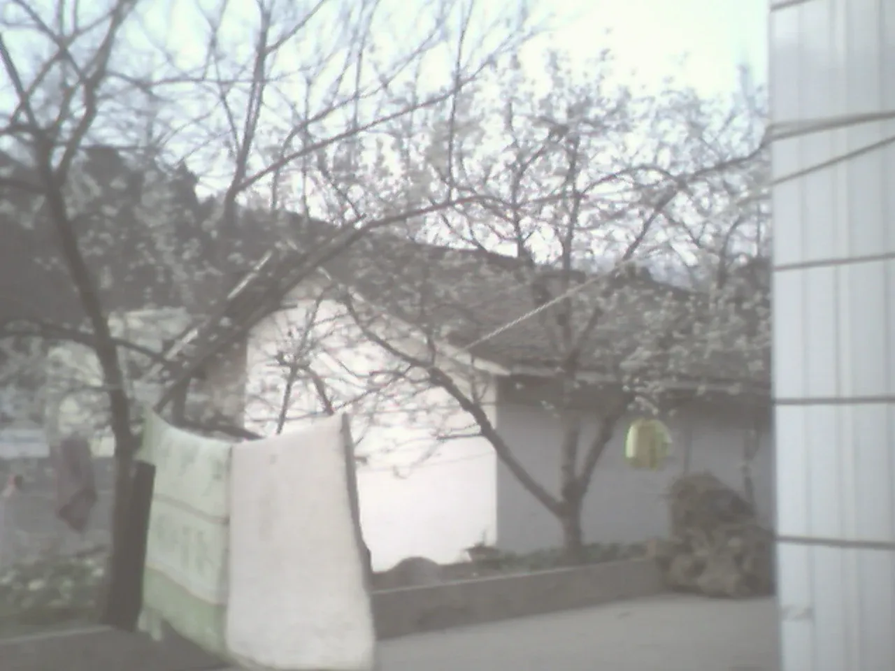 满树樱花