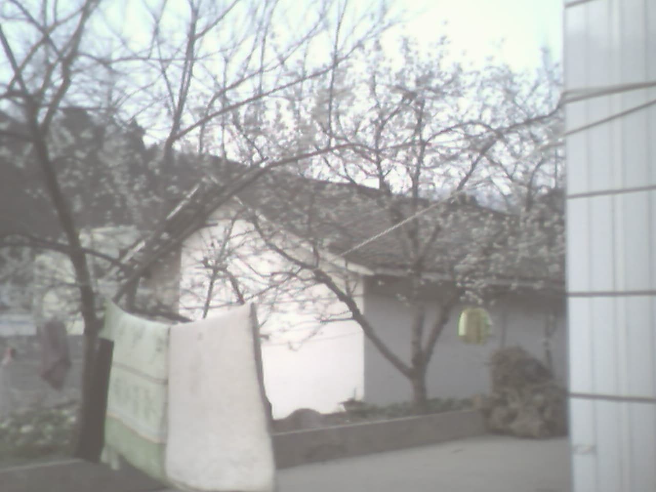 满树樱花